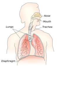 Muay Thai Breathing